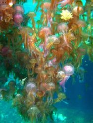 Jellyfish invasion,taken in Malta. by Adrian Richard Buttigieg 